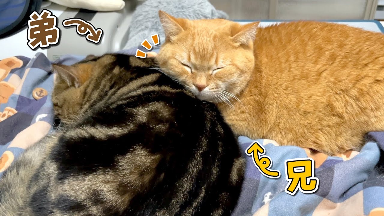 弟猫が寝ている間にこっそり甘える兄猫が可愛すぎる…！