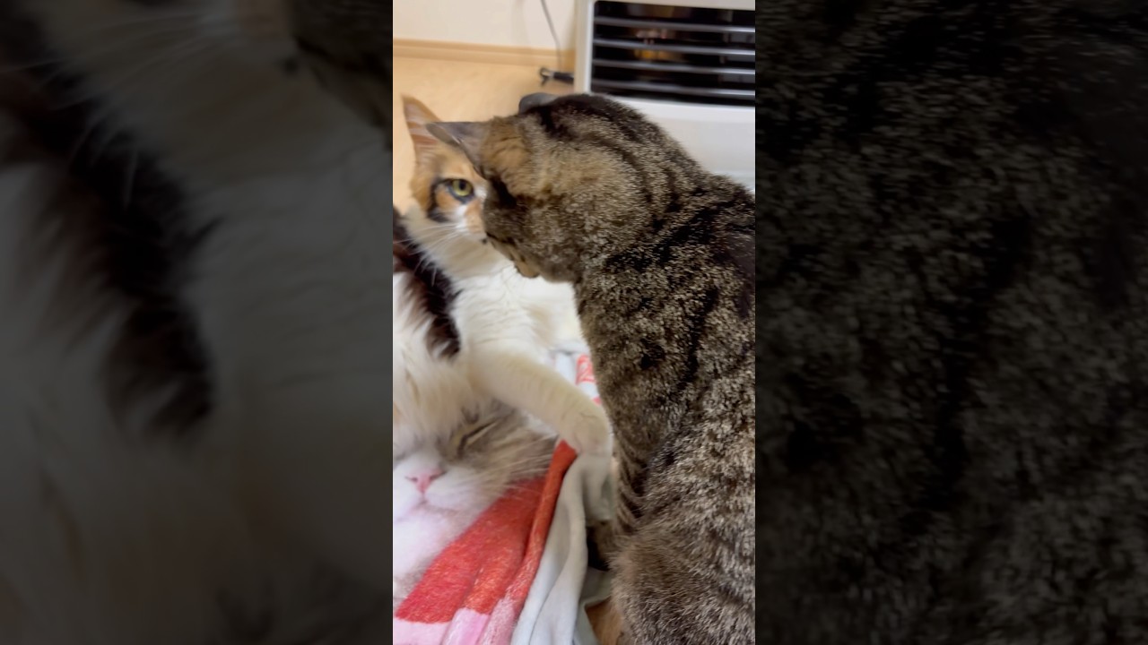 パンクのガチパンチにビビるうまちゃん #cat #メインクーン #きじとら猫