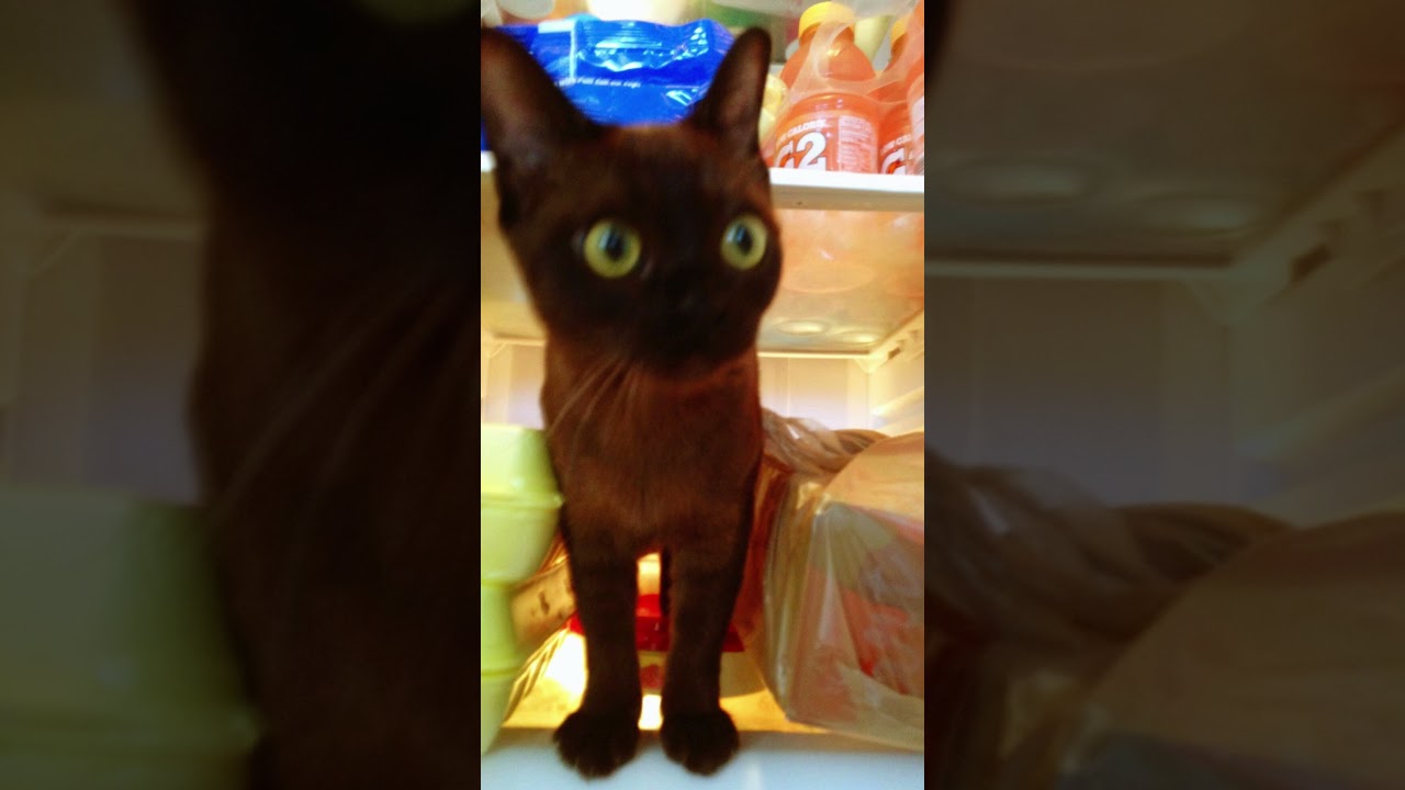 Happy Birthday to our sweet Monkey! (#11) ❤️ #cat #kitten #catlover #cute #burmesecat #burmese