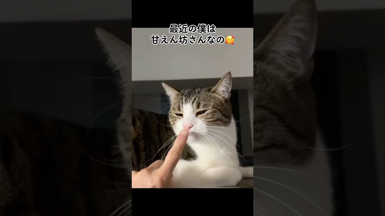 甘えん坊すぎる猫がかわいい！ #shorts #猫 #ねこ #cat #スコティッシュフォールド