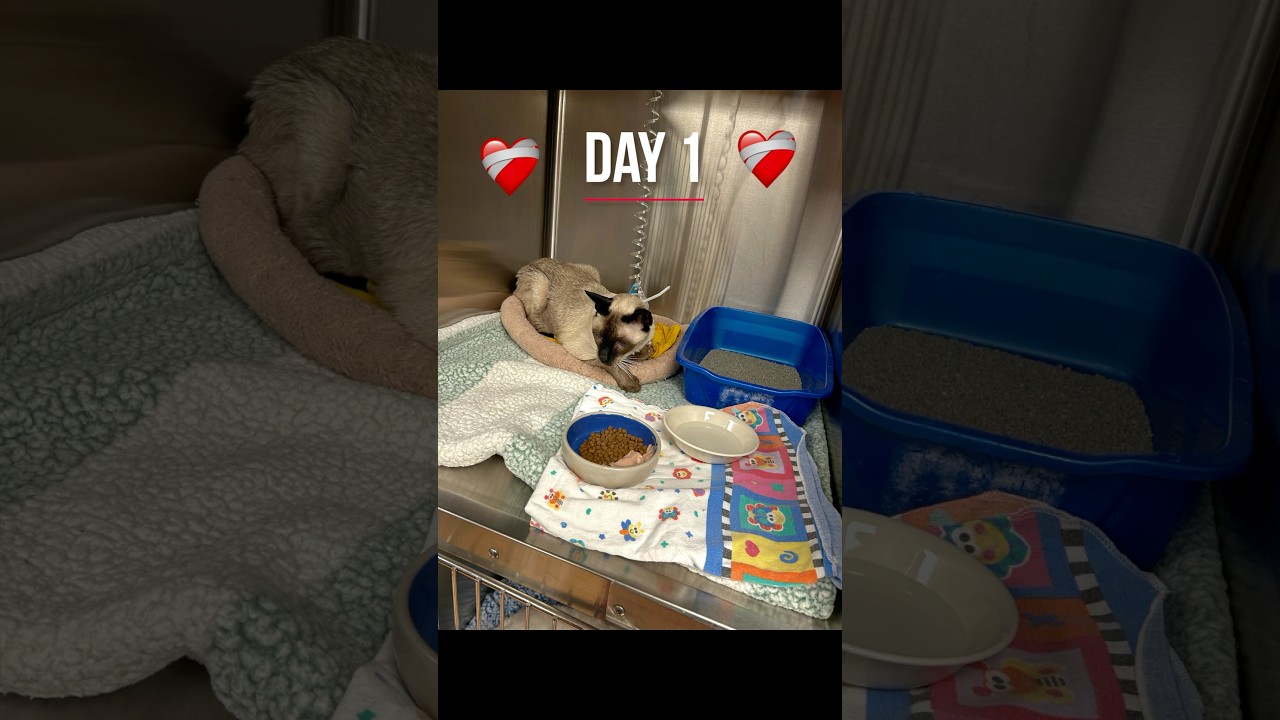 Sebastian’s Hospital Journey So Far. Was Still Being Syringe Fed This AM, But Now Look At Him!! 🥰