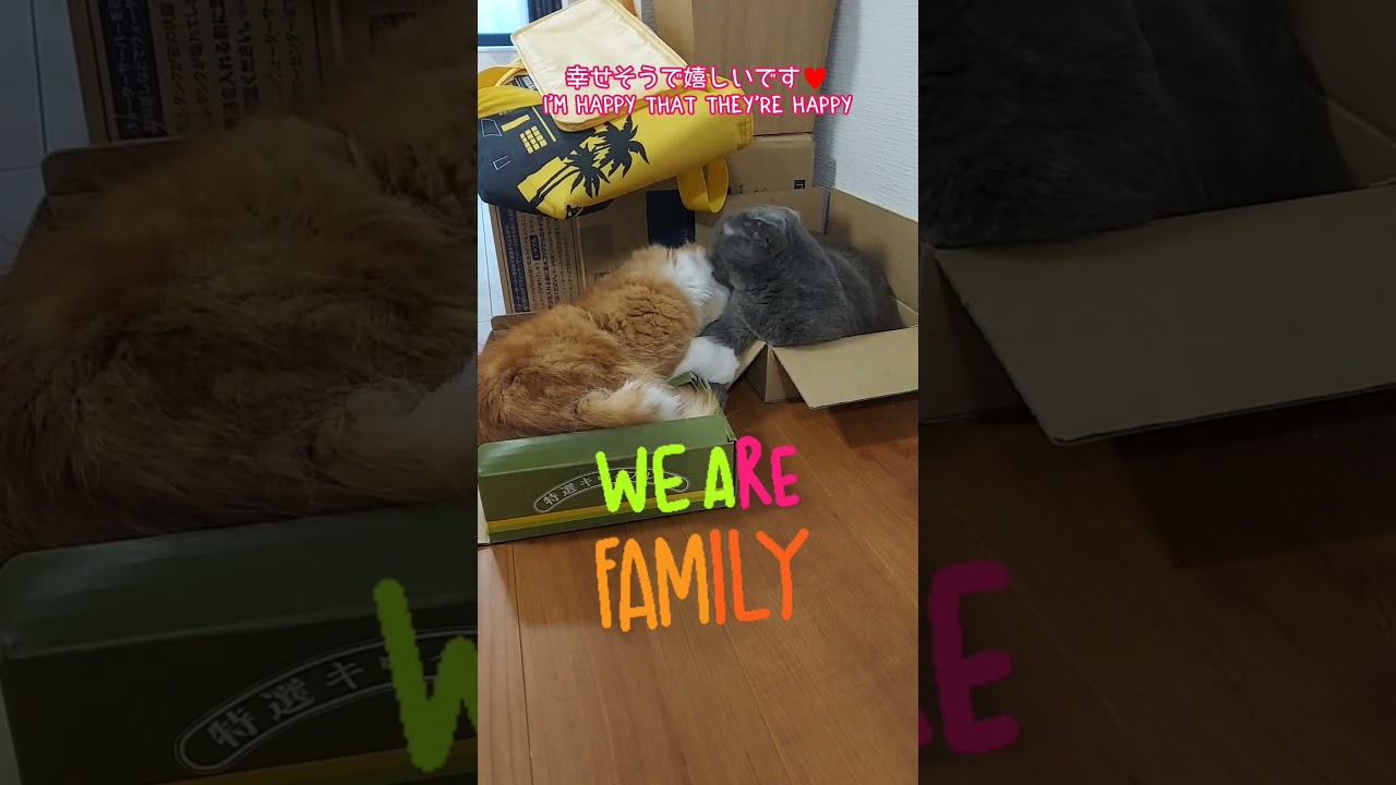 木曜の午後 cats in the box #猫 #ネコ #ねこ #スコティッシュフォールド #cat #cats #猫のいる暮らし #shorts #short
