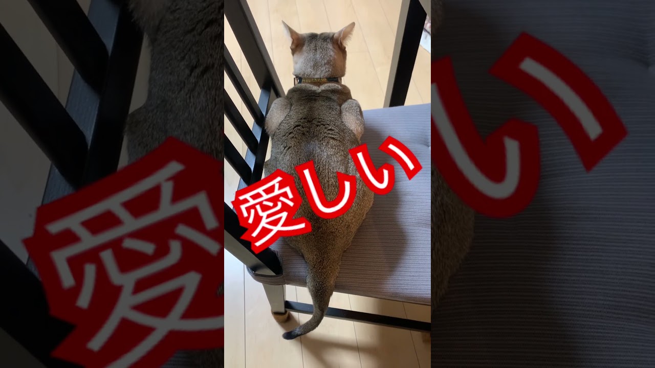 愛しい背中　#シンガプーラ  #猫のいるくらし