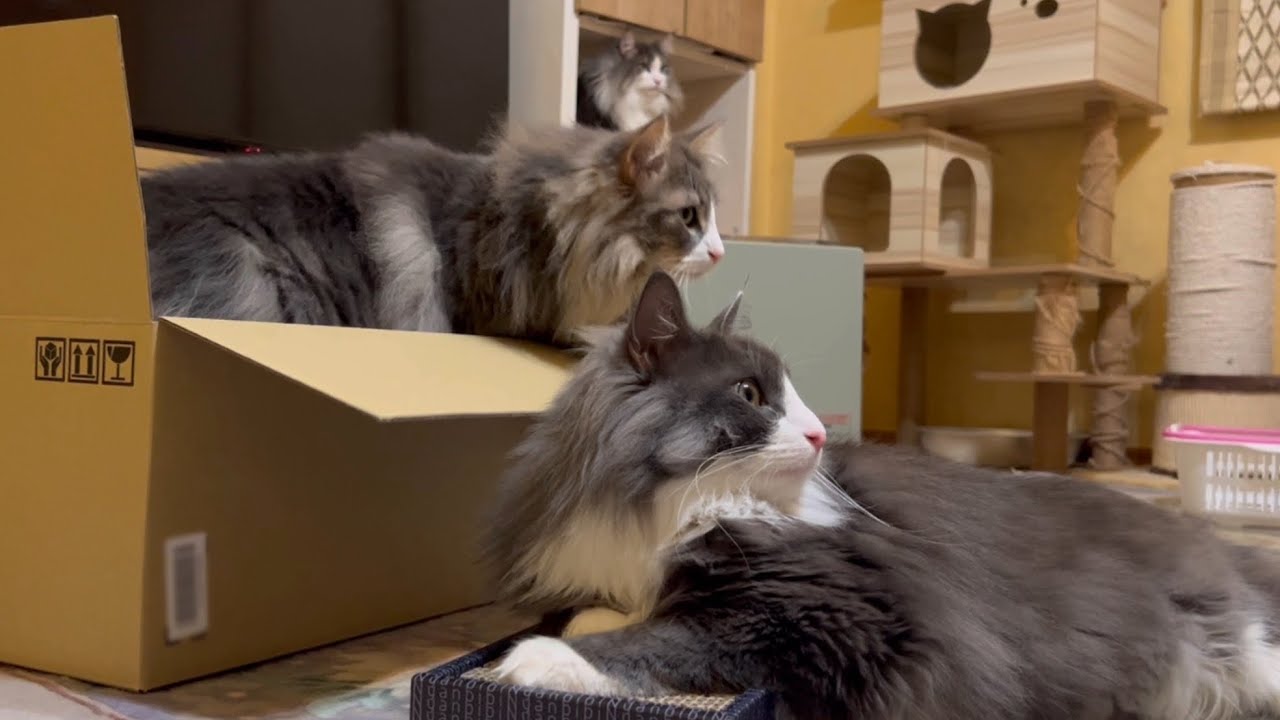 【のほほん】ビビニャン2代目購入！やっぱり段ボールが気になるもふ猫たち♡ノルウェージャンフォレストキャットとターキッシュアンゴラ