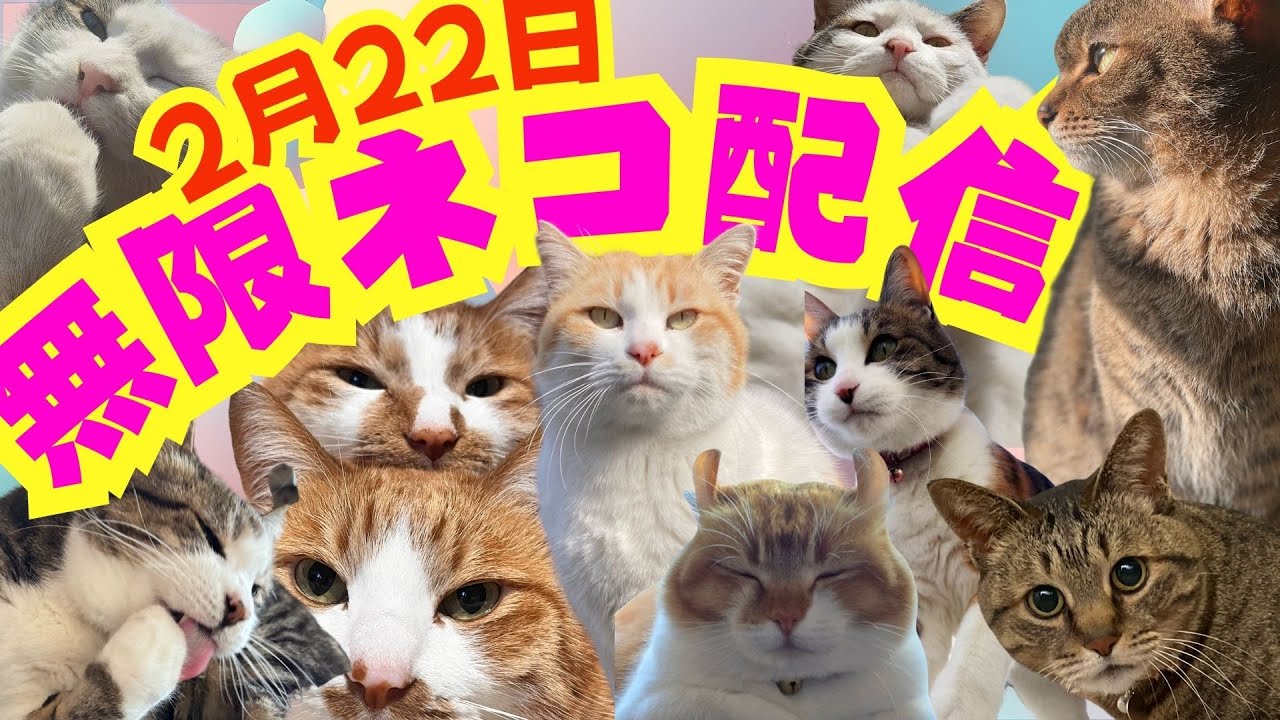 【ライブ】猫の日は無限ネコ配信 2月22日ニャンニャンニャンの日（2025年2月22日 土曜日）