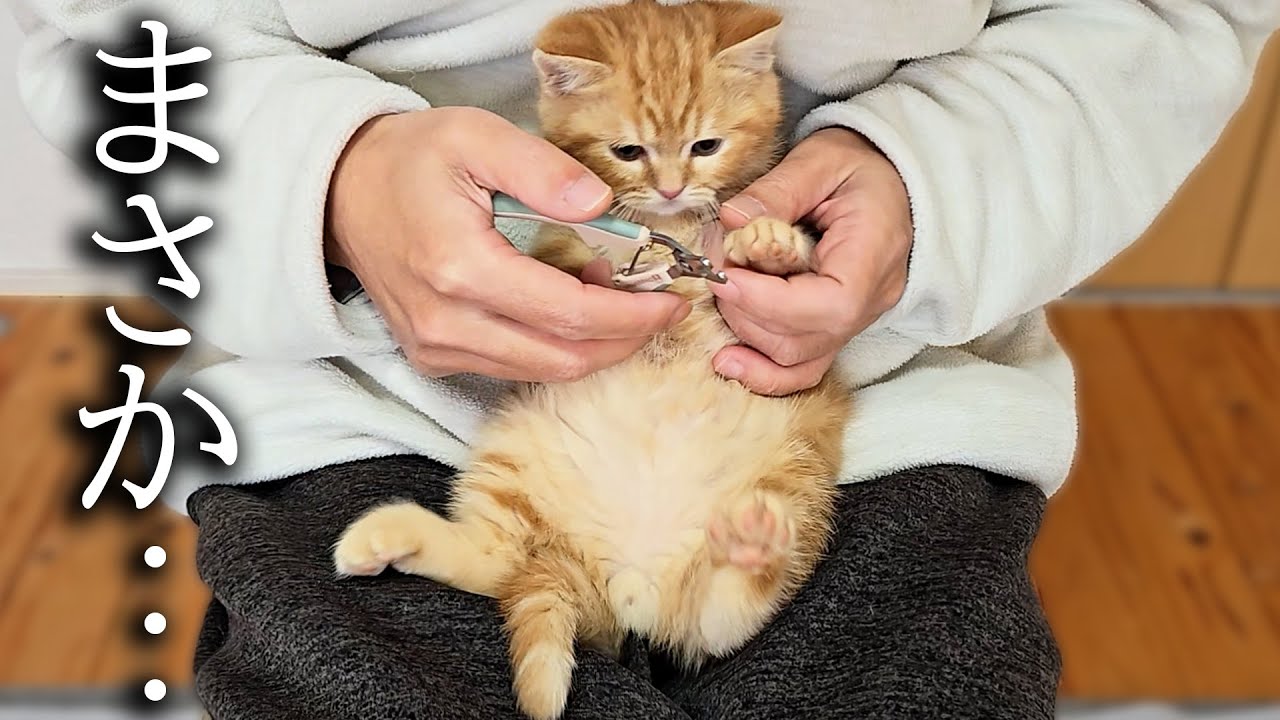 初めて子猫の爪切りをしたら先住猫と犬がまさかの行動に...