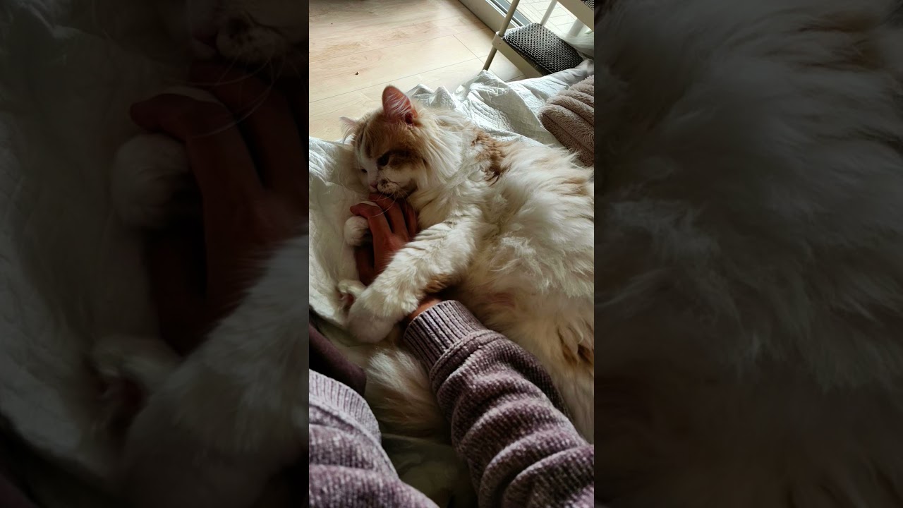 最近のふたり🥰#ラガマフィン #cat #多頭飼い #保護猫
