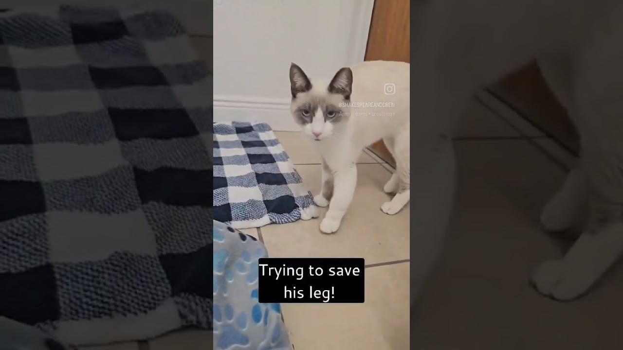 His leg is broken (Siamese cat)