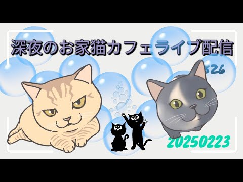 深夜のお家猫カフェライブ配信 ３２６