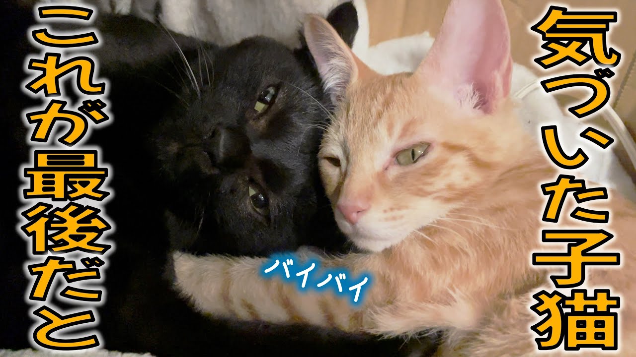 保護子猫おかか、トライアルに向かう時の反応が切なかった話