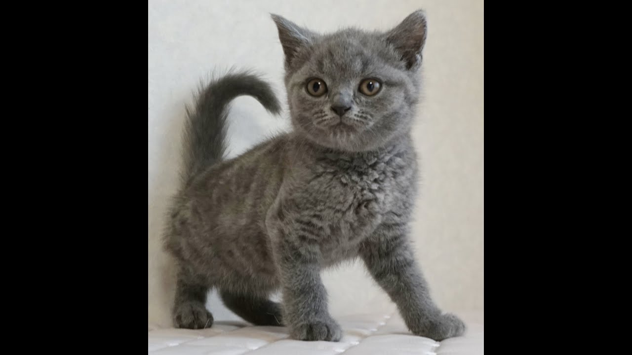 ブリティッシュショートヘアー子猫　British Shorthair　2024.10.18産まれ　ブルータビー　男の子　シーダキャット猫のお店