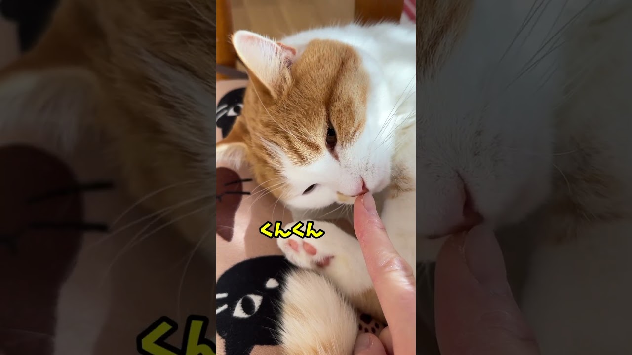 まるいねこ【短足マンチカン】