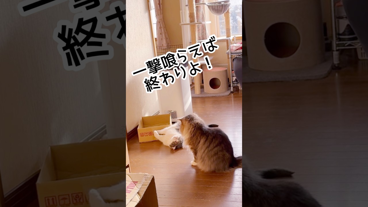 【追い詰められた猫】#猫 #猫のいる生活 #スコティッシュフォールド #ノルウェージャンフォレストキャット #shorts
