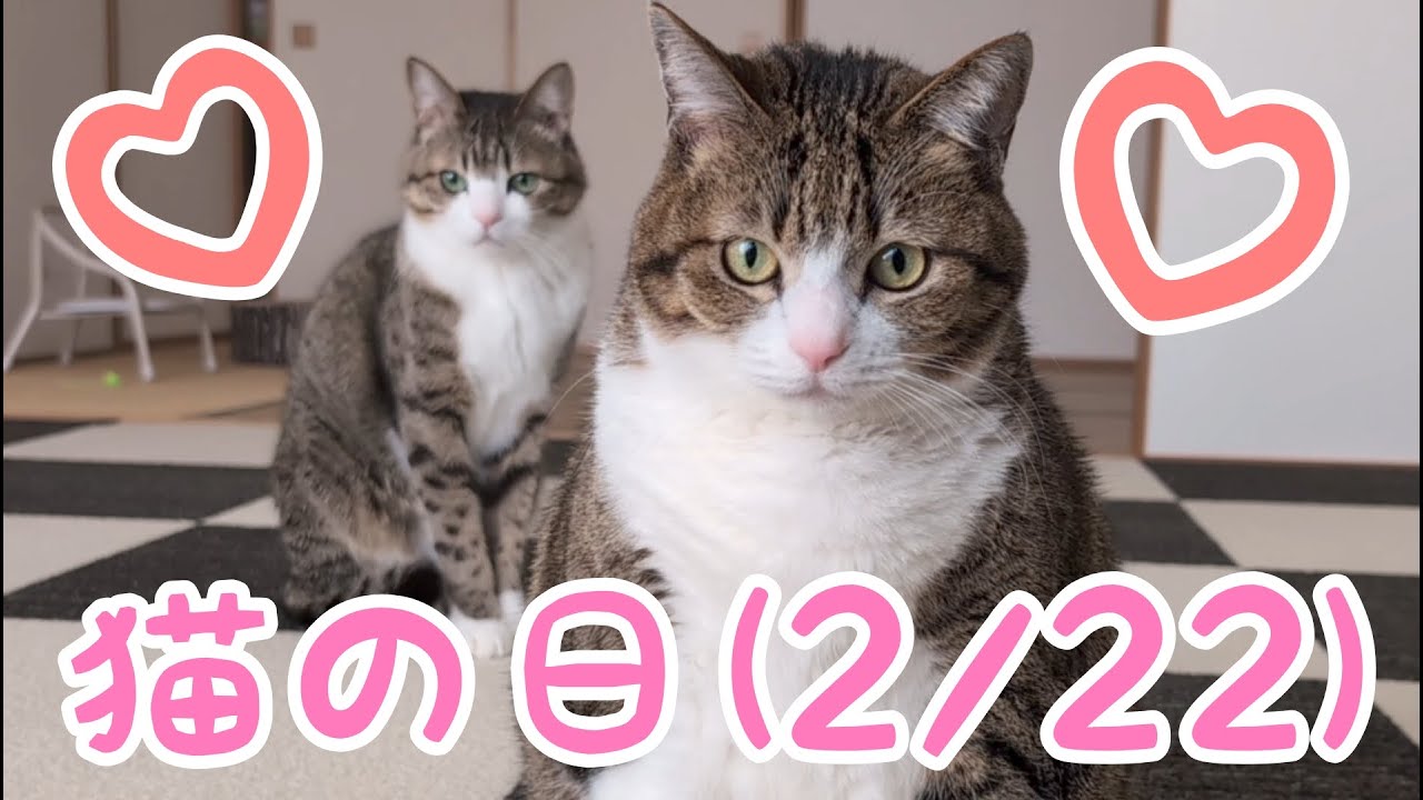 本日猫の日！動画後半にお知らせあります。vol.1281