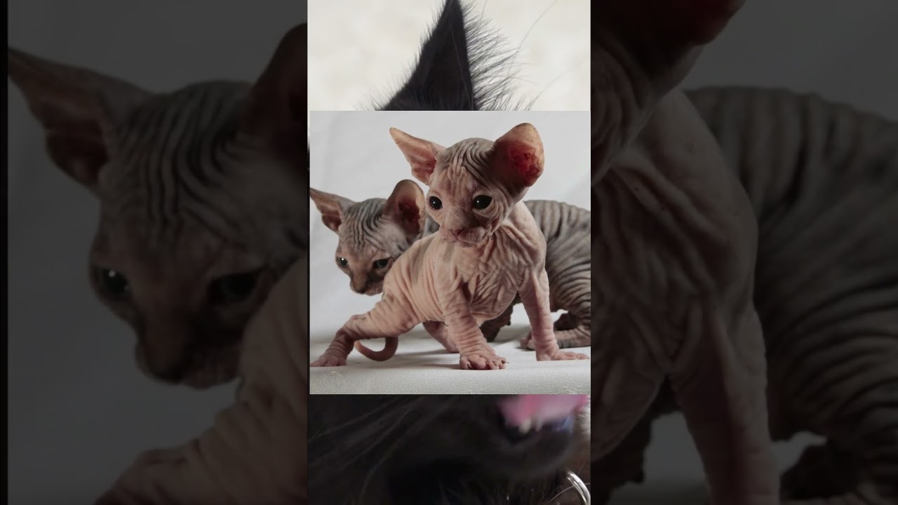 Día Internacional del Gato - 20 de Febrero, 08 de Agosto, 29 de Octubre | Sam Psique  #animales