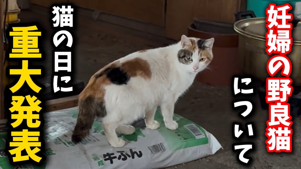 【猫の日】皆さまに重大発表がございます