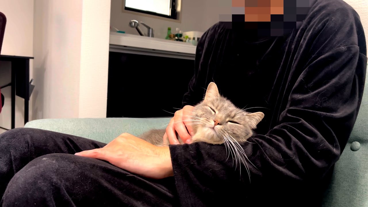 猫を飼うなら在宅ワークは諦めましょう。