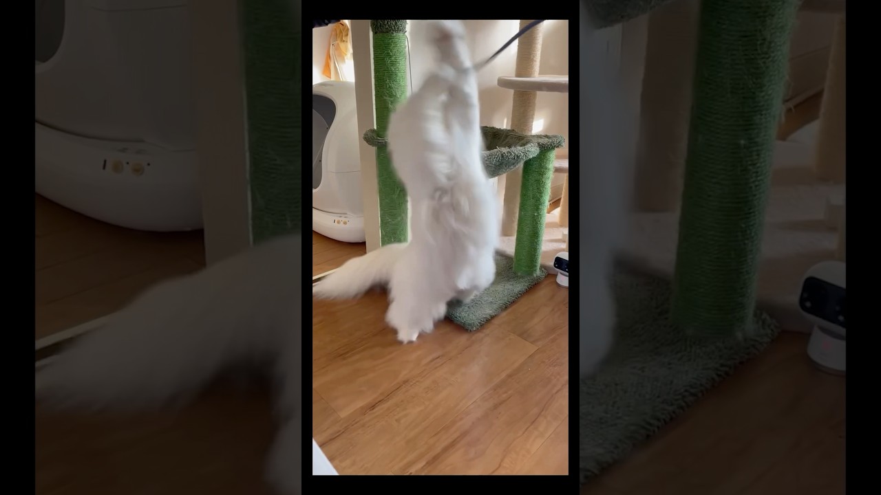おもちゃが怖くなった短足猫　#shortvideo #catlife #ラガマフィン #マンチカン短足 #ねこのいる暮らし