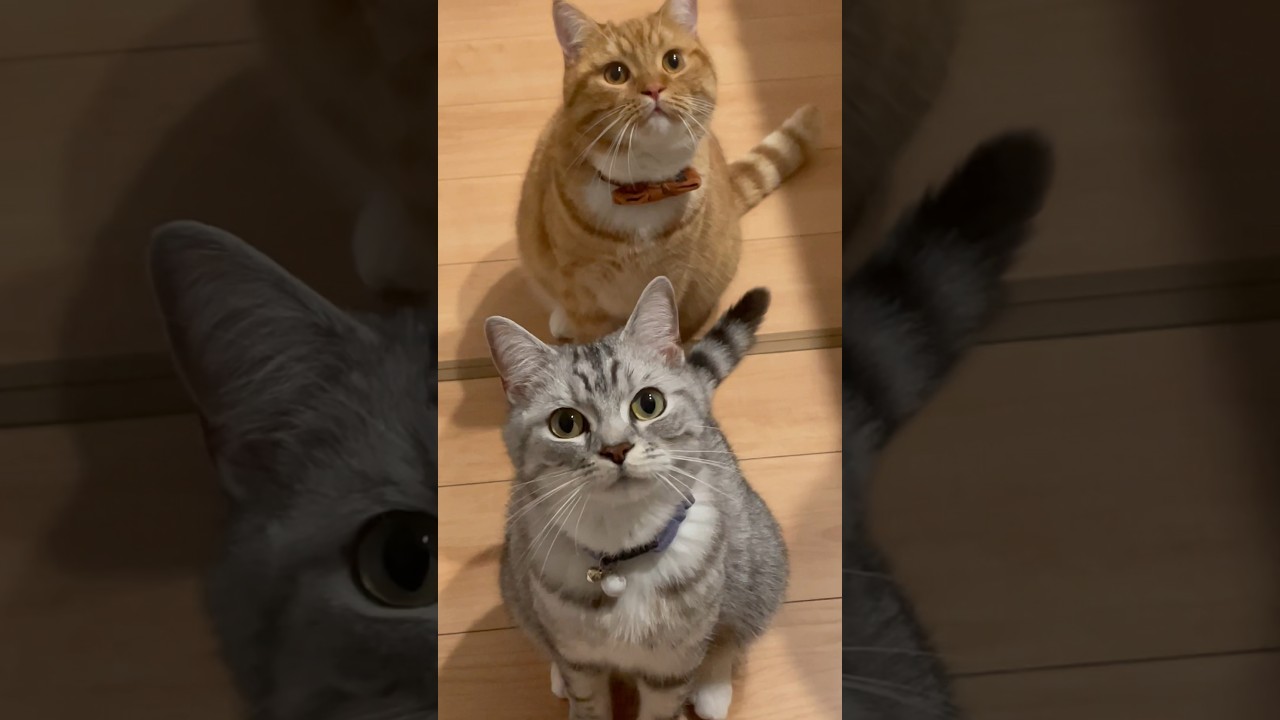 #ごまむぎちゃんねる #マンチカン #ショートレッグ #ロングレッグ #猫 #猫のいる暮らし #cat #cute