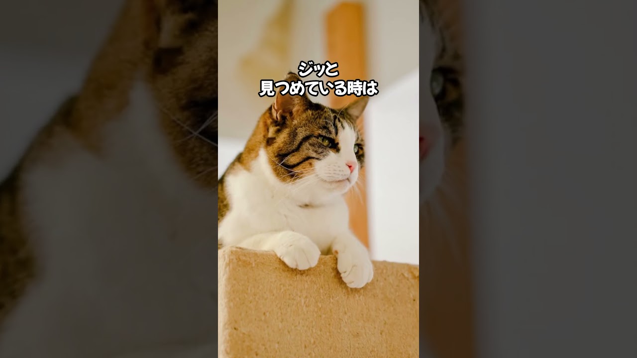 今日も1日ファイトにゃん🐈 #cat #ねこのいる生活 #ねこのいる幸せ #ねこ好きさんと繋がりたい #ねこ大好き #猫動画