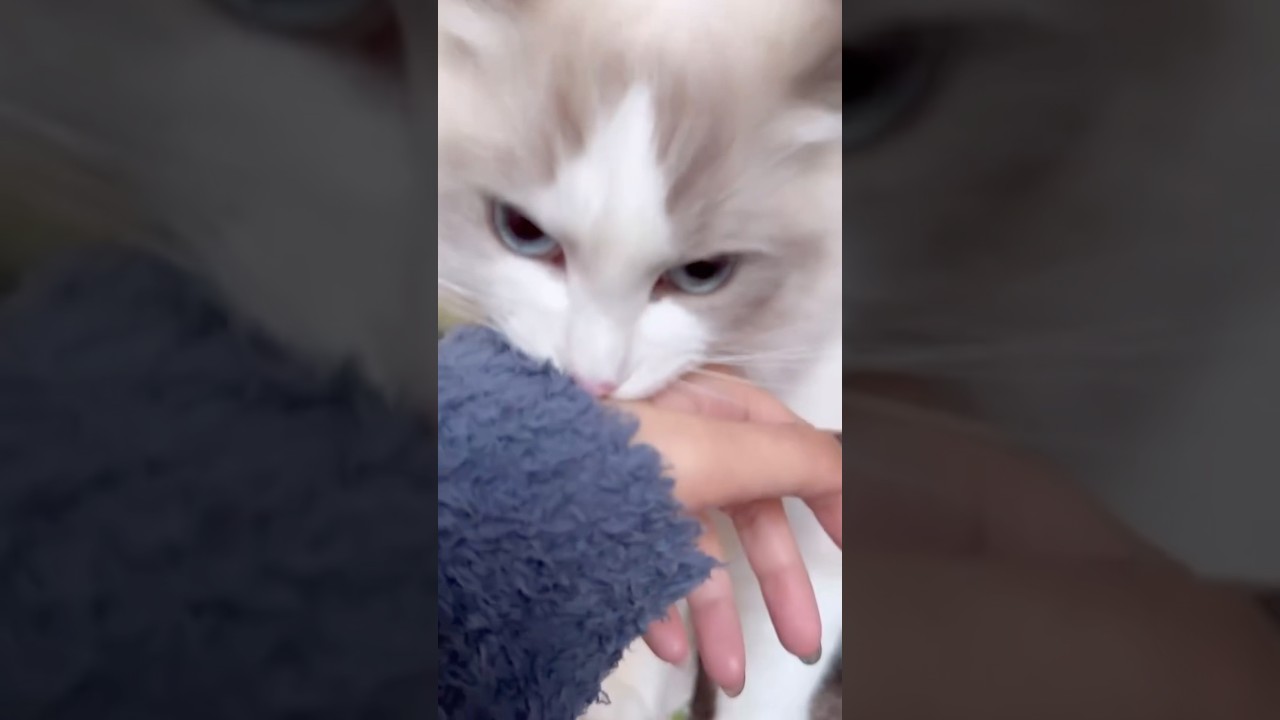 愛猫に噛まれてあー⤵︎ ︎って声出した時の反応が面白すぎたw #愛猫 #ラグドール #何やその顔