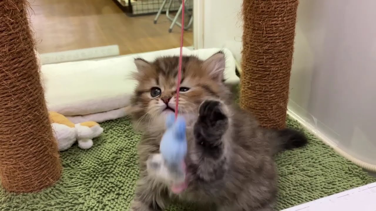 ☆もふもふイケメン！ペルシャくんデビュー☆