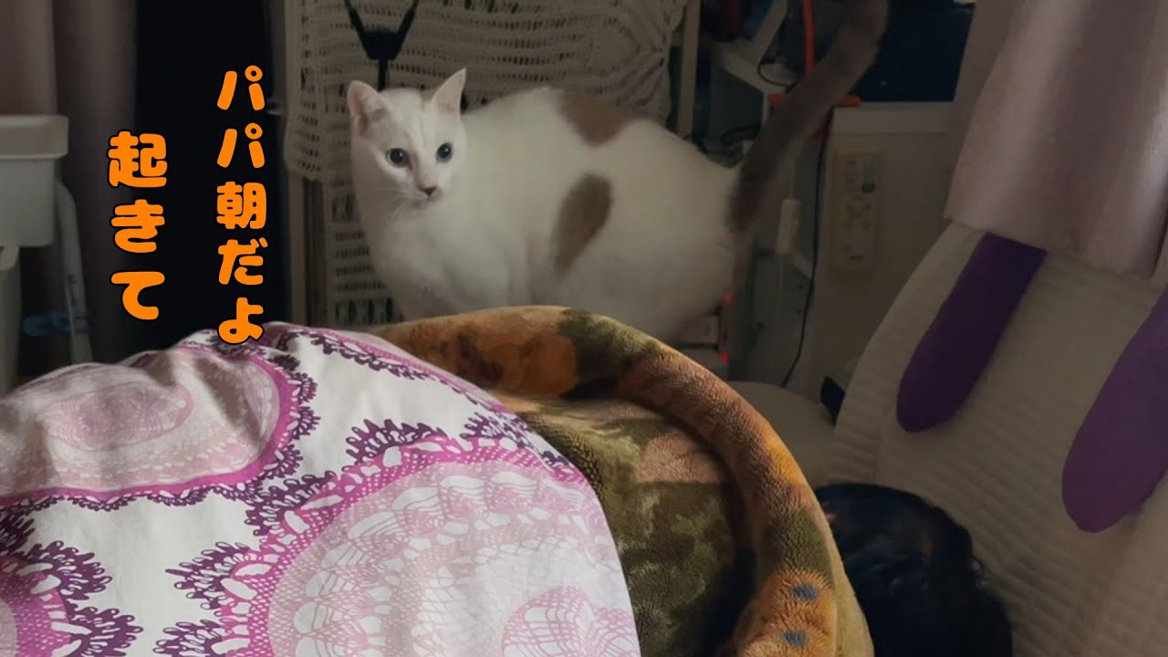 毎朝、パパを起こしにくる弟猫を隠し撮りしたら可愛いすぎた