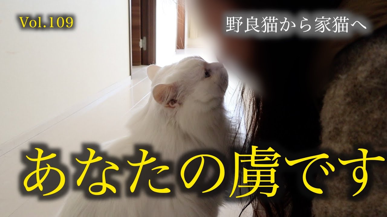 愛猫のストーカーっぷりに磨きがかかってますますママを虜にするイケニャンがこちら♡