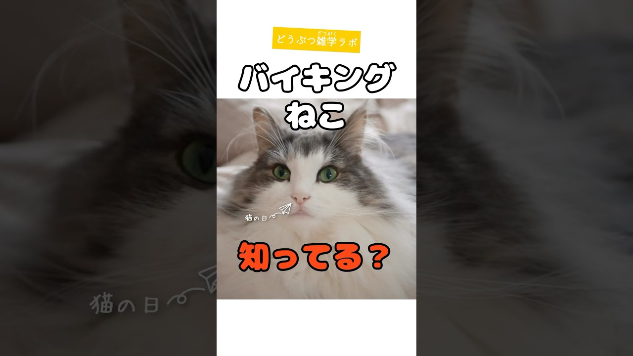 何回言った⁉️ノルウェージャンフォレストキャット‼️ #動物 #雑学 #ノルウェージャンフォレストキャット