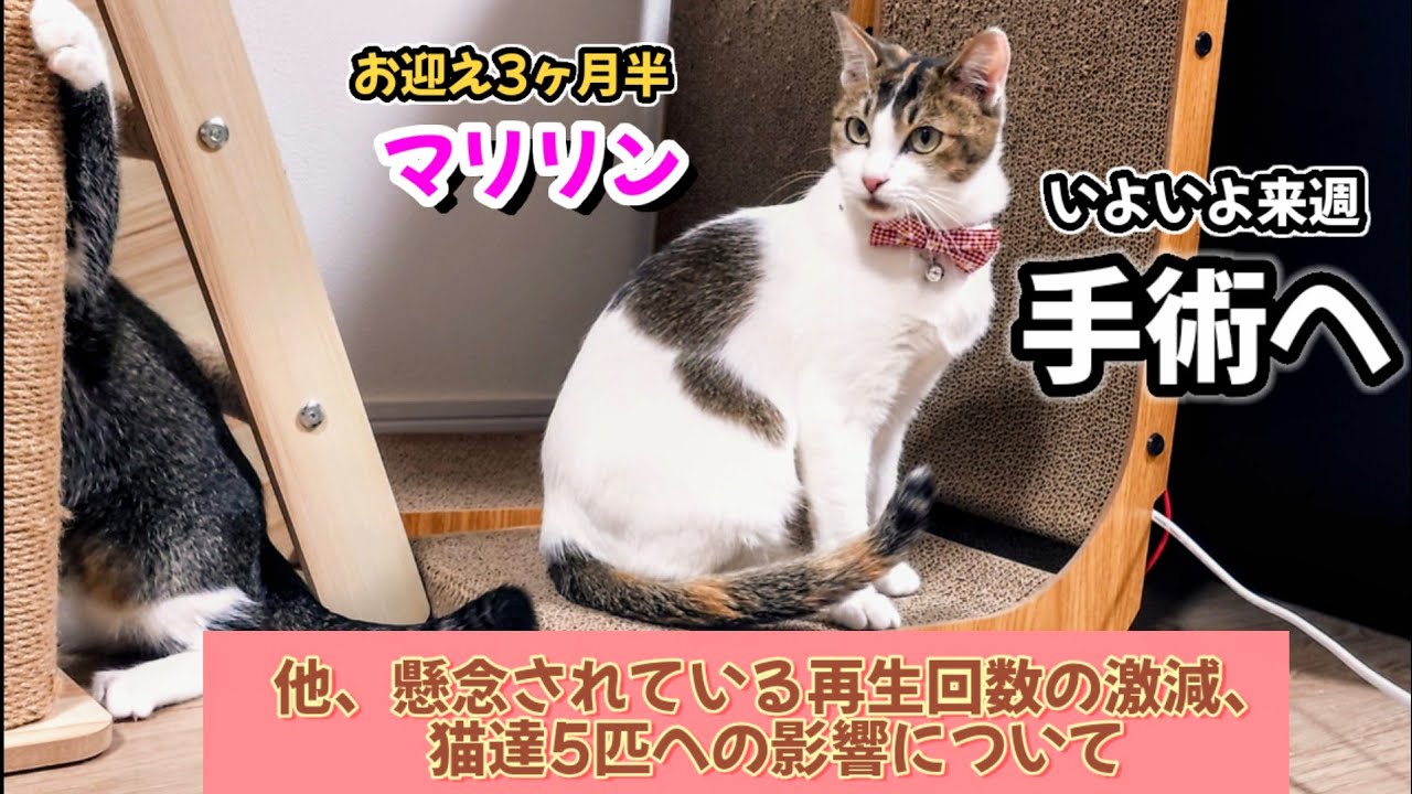 元野良猫マリリン、手術へ！＆再生回数激減、飼育への影響について
