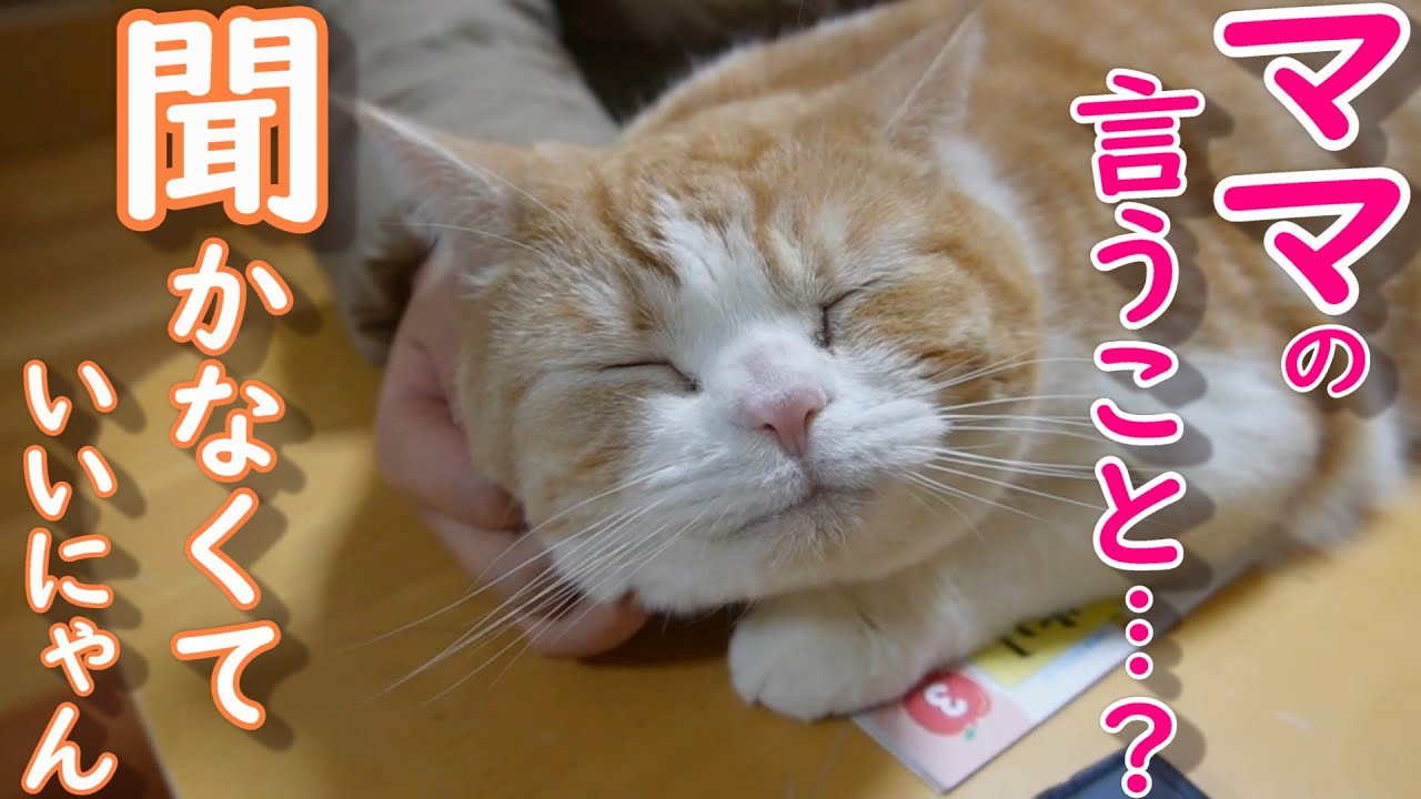 次女が大好きな猫はママの言うことは聞かなくていいと思っています【スコティッシュフォールド】【アビシニアン】