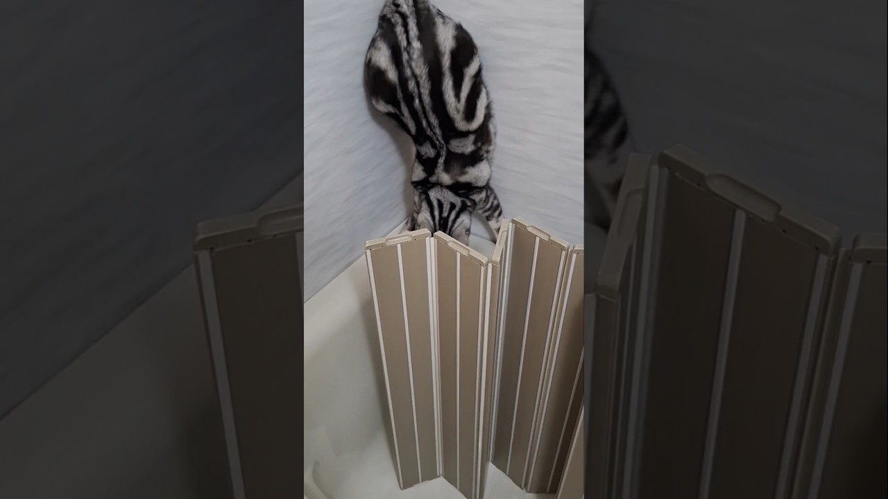 ｢#アメショ の男の子 キリアンの日常 戻りたい｣#shorts  #アメリカンショートヘアー #cat  #ねこ  #猫癒し #ペットショップ売れ残り