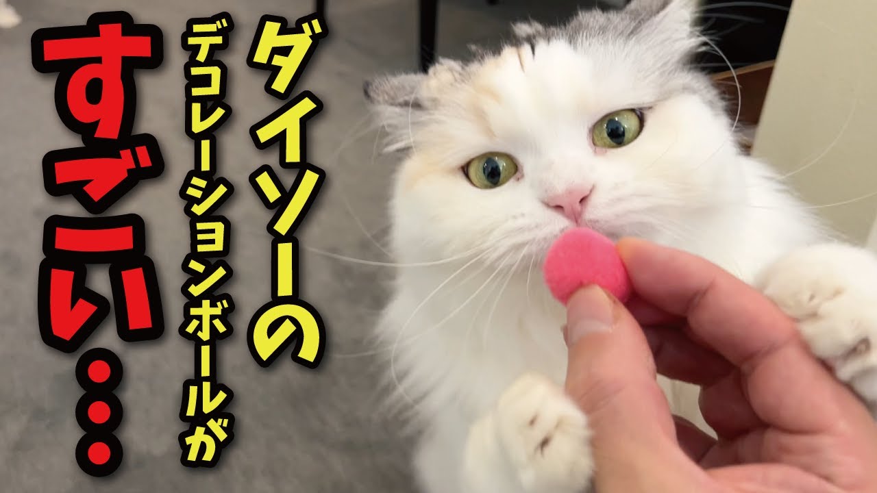 ダイソーのデコボールがある意味すごすぎた…！！！！【関西弁でしゃべる猫】【猫アテレコ】