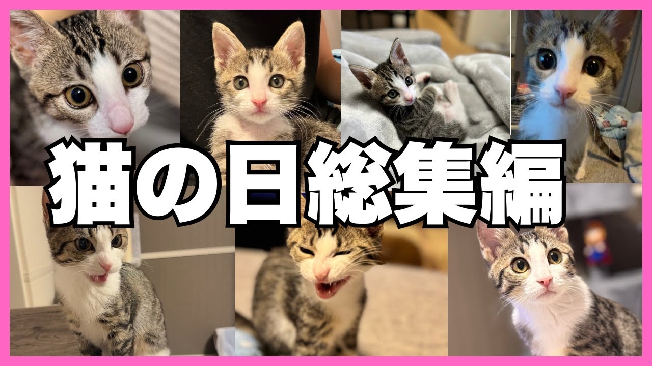 【総集編】保護した子猫の可愛すぎる動画総集編！【猫の日記念】