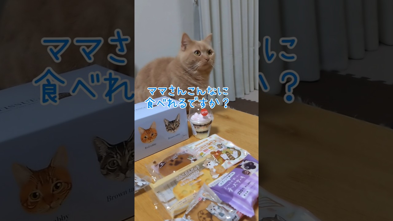【猫の日マンチカン】 #shorts #猫 #ねこ #cat