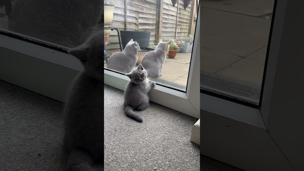 ❤️😍 #british #cat #kitten #bsh #catcat #catlover #catcute