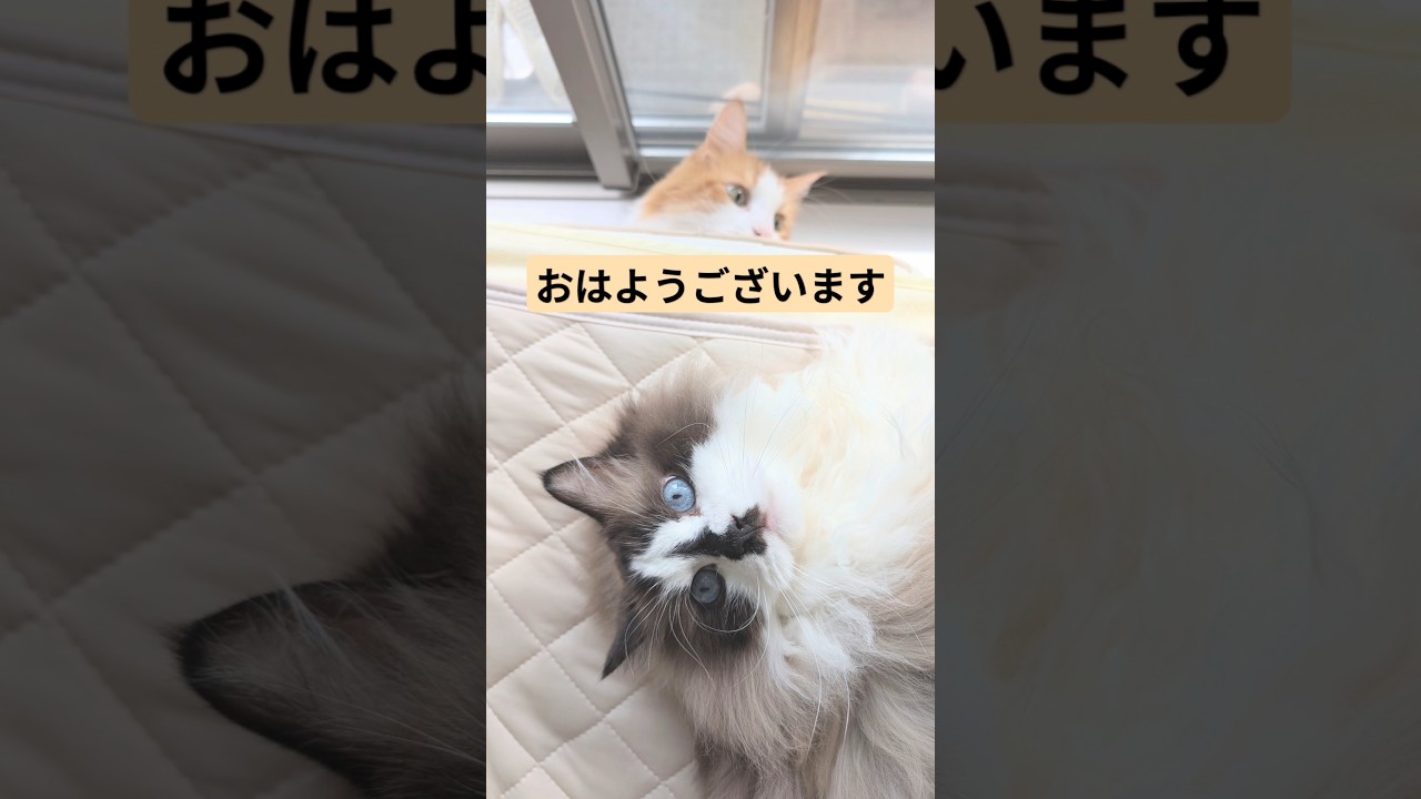 朝ごはんは何かな？#cat #猫好きさんと繋がりたい #猫のいる暮らし #ねこ #あさチャン #あさごはん #朝ごはん #おはようございます #おはようvtuber #ラグドール #メインクーン