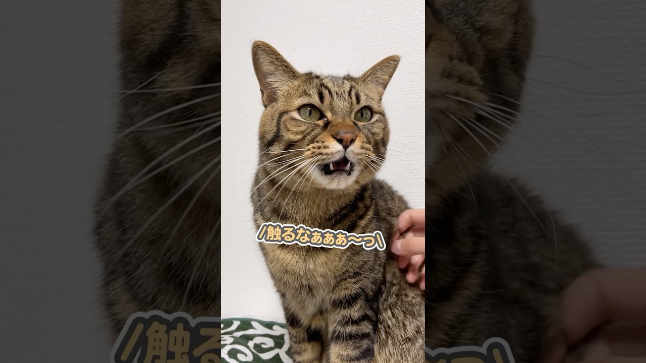 子猫の時から5年間、愛情込めて大切に育てた結果…