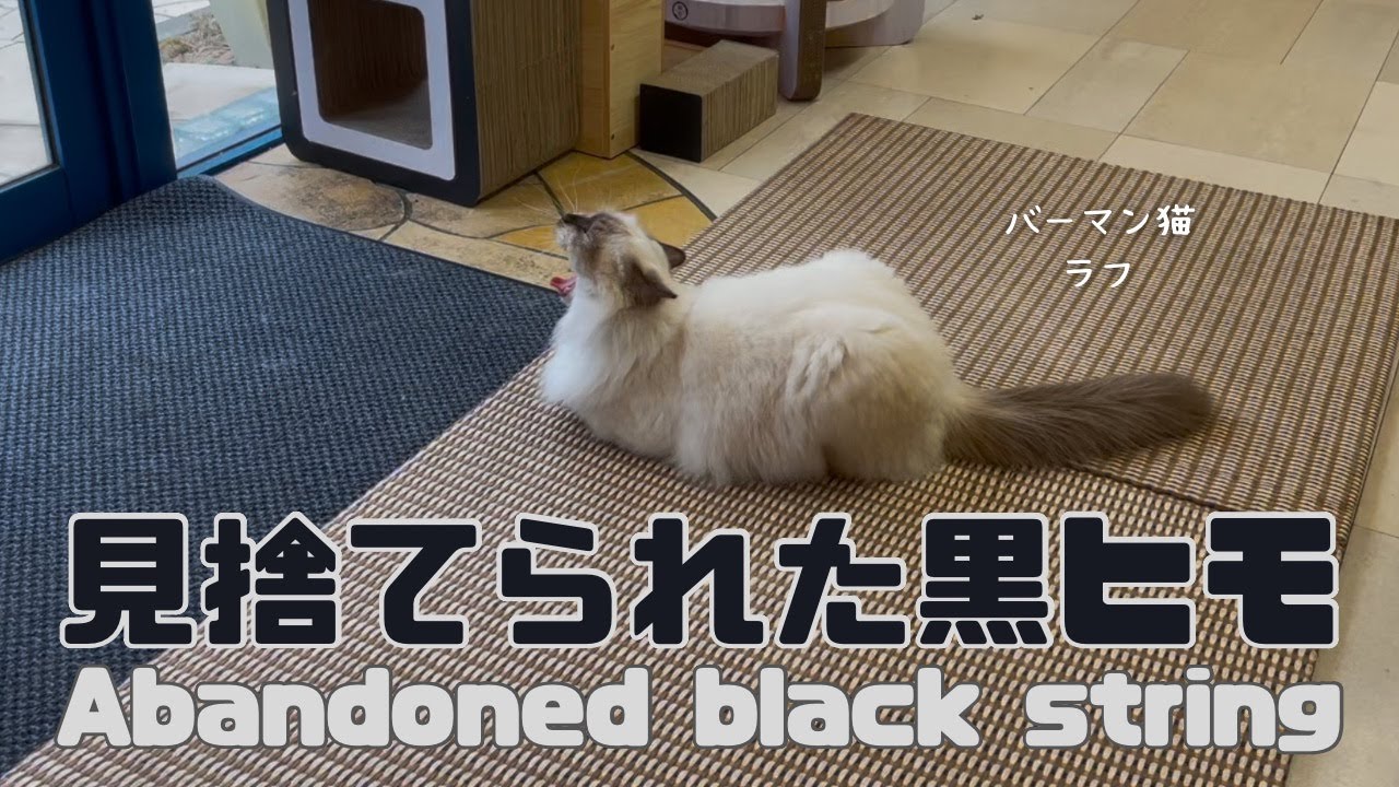バーマン猫ラフ【見捨てられた黒ヒモ】Abandoned black string（バーマン猫）Birman/Cat