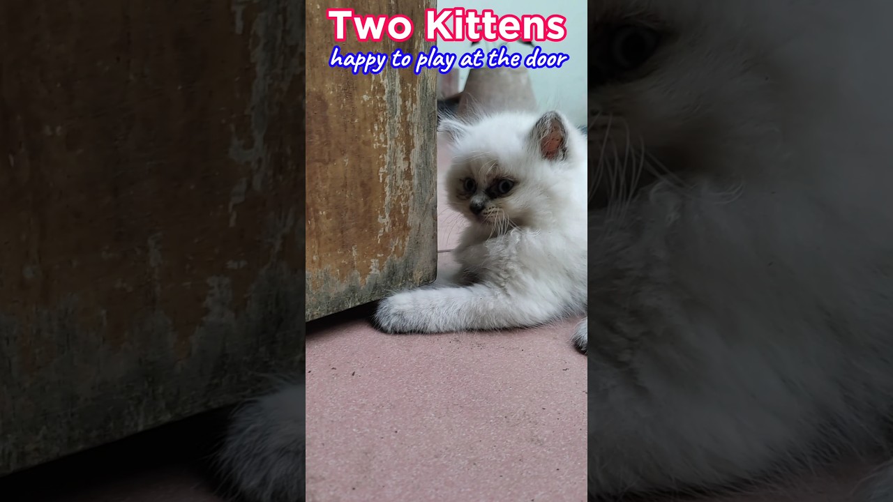 Two Cute Kittens #Kitten #Cat #CuteCat #Shorts