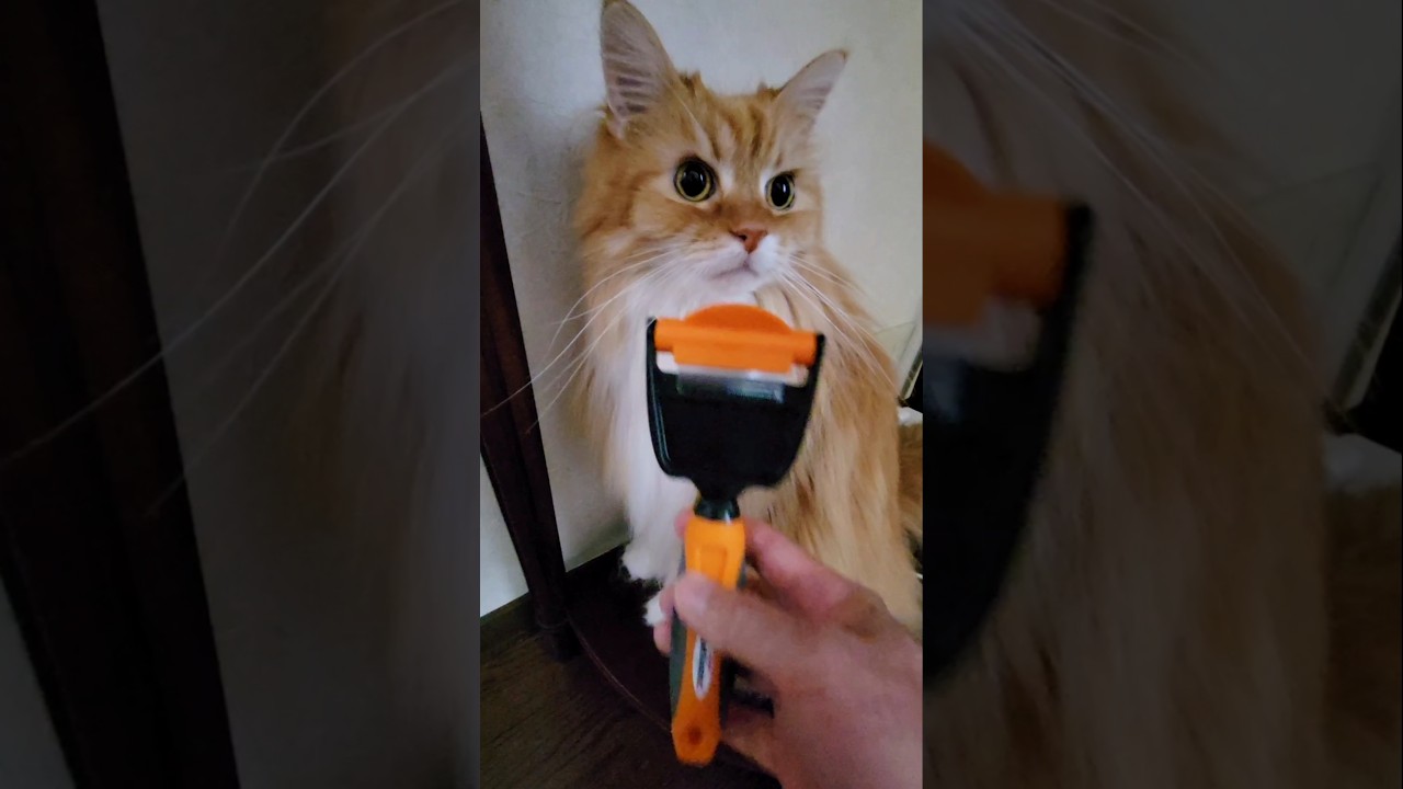 メインクーンのうっとり顔にホッコリ...🌸