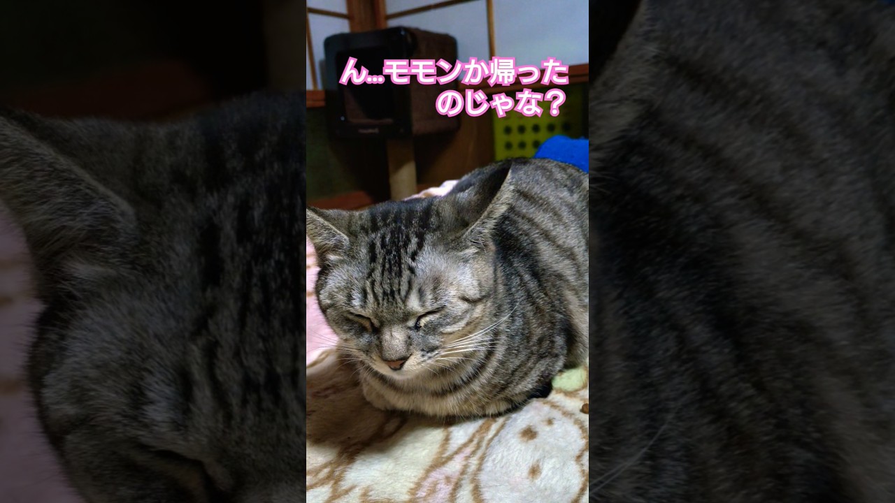 遠出仕事から帰って当主様に帰還報告の#保護猫 #スフィンクス#猫のいる暮らし ご挨拶を申し上げた動画