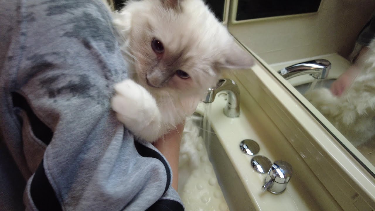 バーマンのカイくん初めてのシャンプーで大暴れ！！