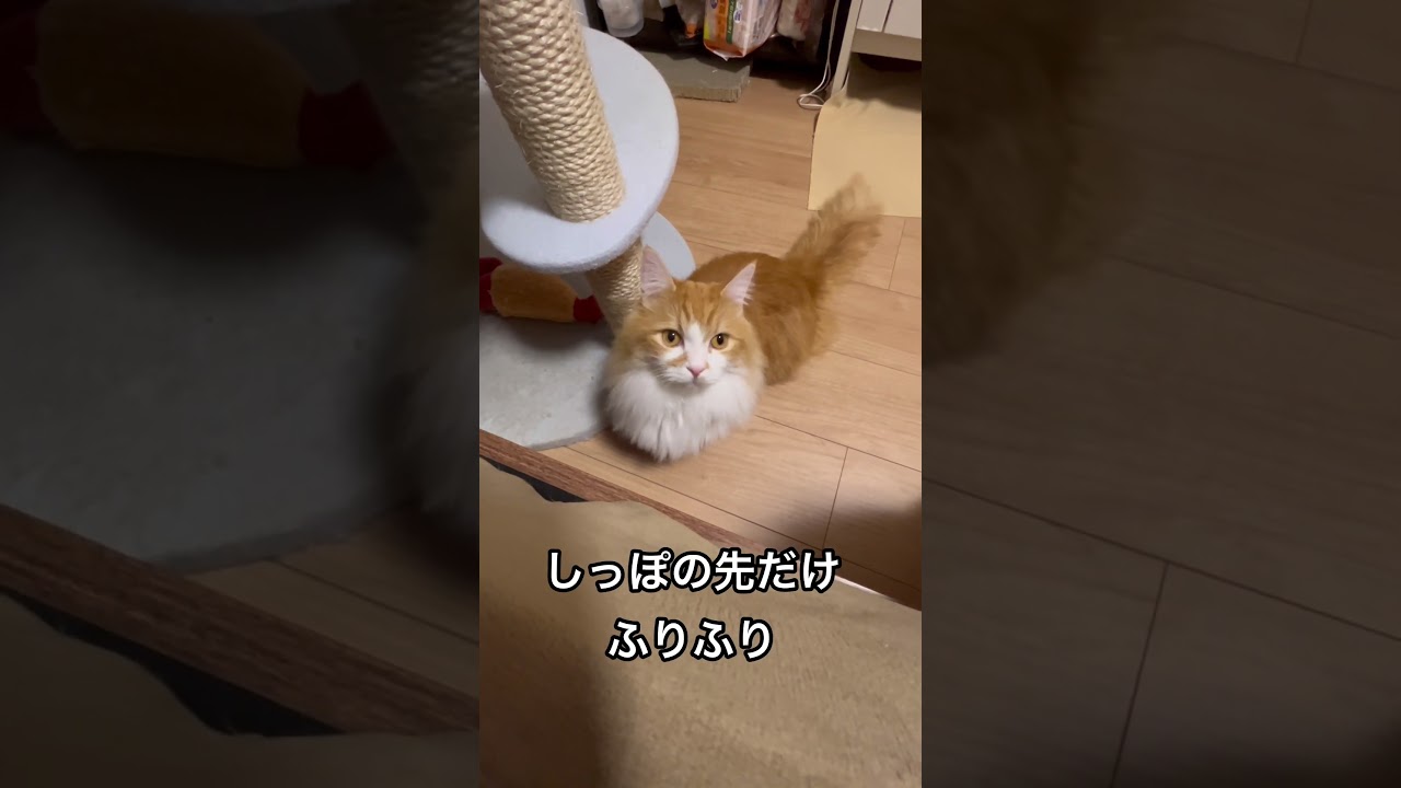 きょろきょろ、どっちに行こうか迷う猫　#ねこ #マンチカン #マンチカン長毛  #マンチカン短足 #猫のいる暮らし #猫のいる生活 #猫のいる暮らし