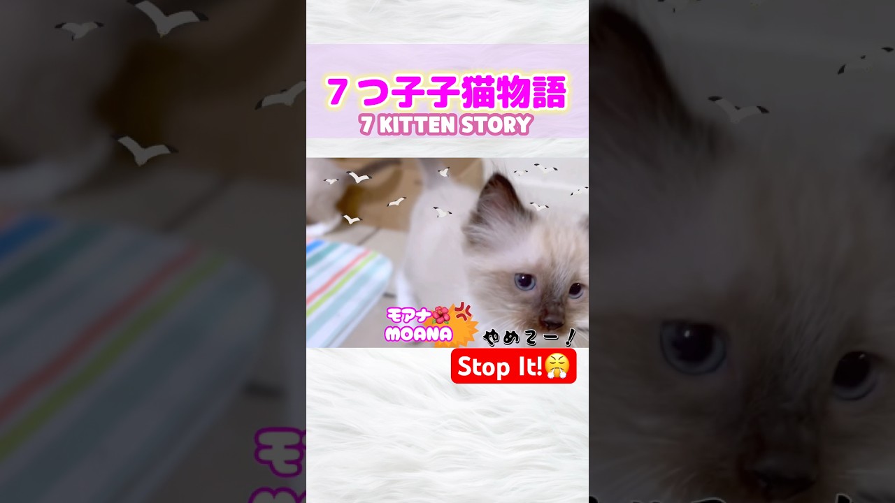 🌺子猫のモアナちゃんをからかったらこうなった🤭💕 #short #ラグドール #子猫