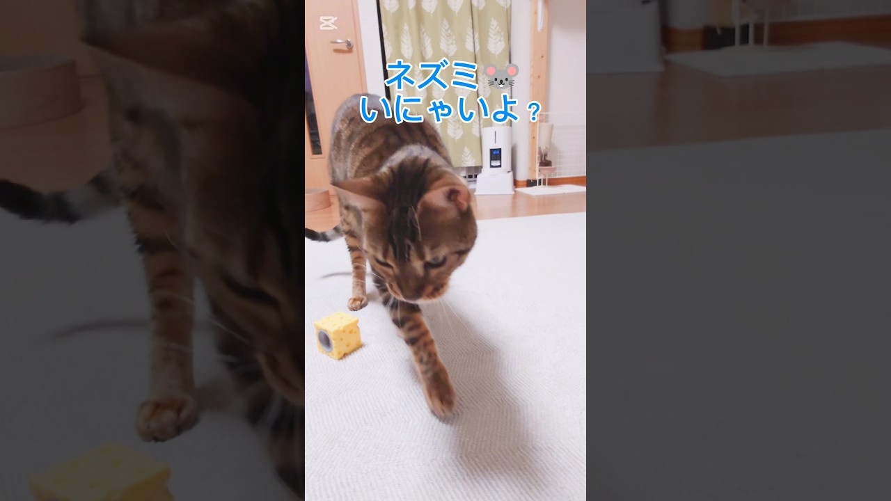 🐭いにゃいよ？ #猫 #猫動画 #猫のいる暮らし #ベンガル #cat #fyp #shorts #short