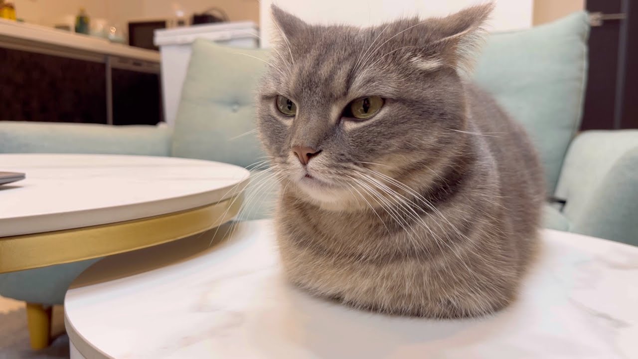 【悲報】5年間育ててきた愛猫のことが分からなくなりました。