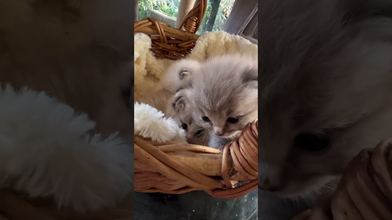Three little Lynx Ragdoll Furballs tumbling in the Basket!
