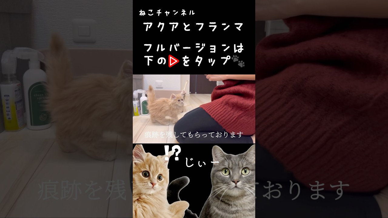 【切り抜き】トコトコ歩く子猫が可愛すぎた...#shorts #猫 #サイベリアン