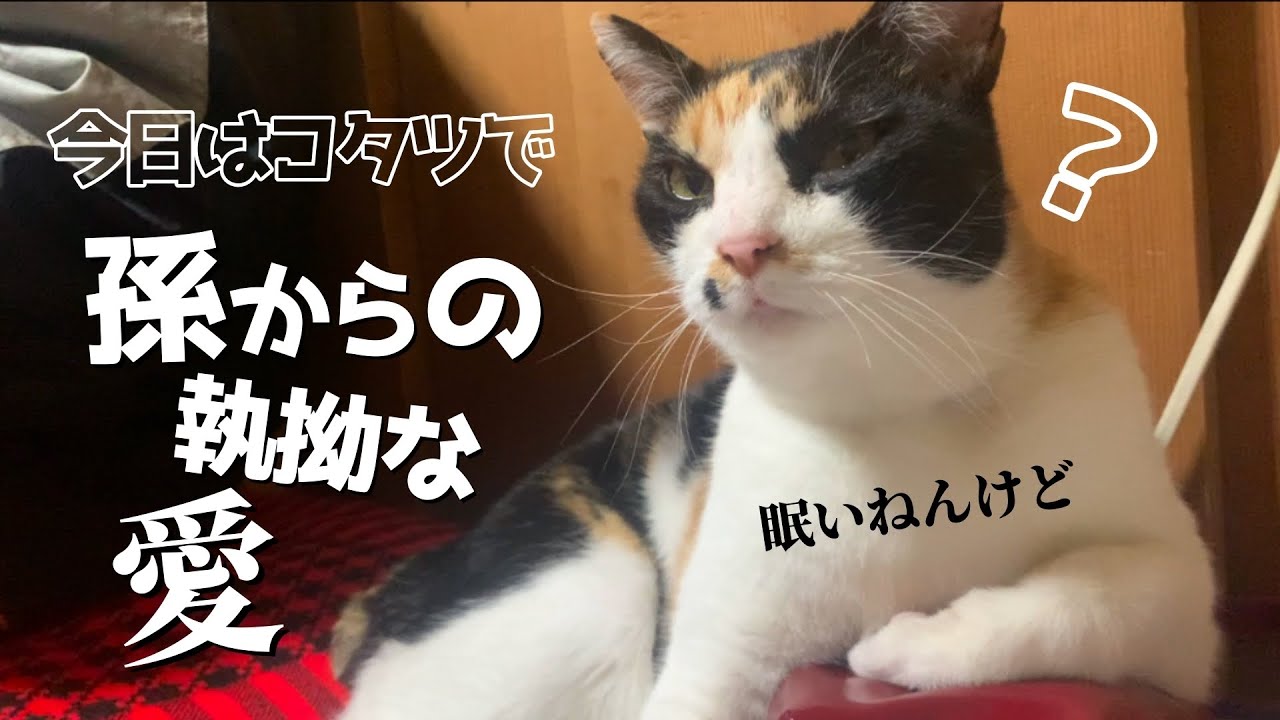 こたつ爺横でおっさんすぎる三毛猫、また孫とバトル開始してた